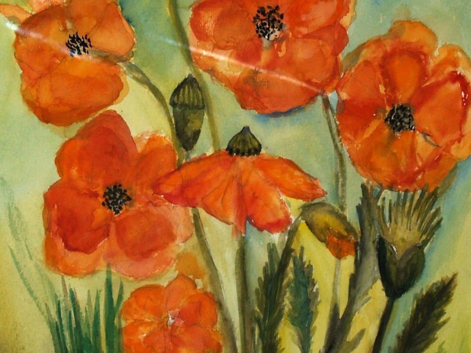 Feldmohn